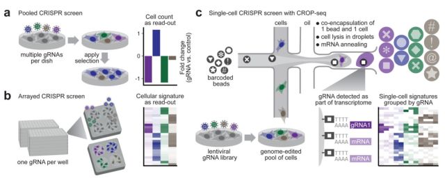 单细胞测序技术(single cell sequencing)