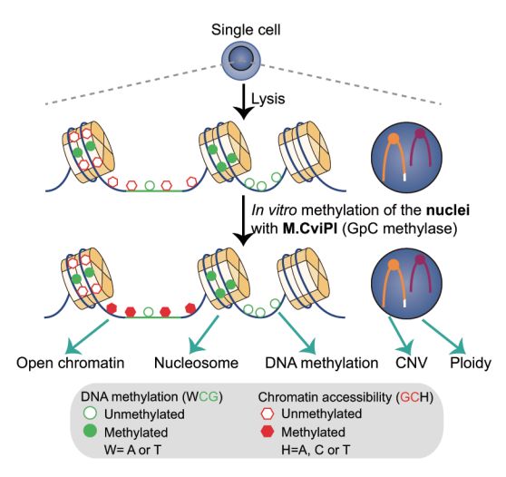 单细胞测序技术(single cell sequencing)