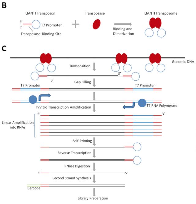 单细胞测序技术(single cell sequencing)