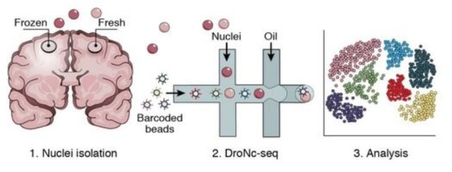 单细胞测序技术(single cell sequencing)