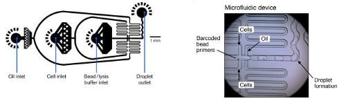 ΢,DROP-SEQ
