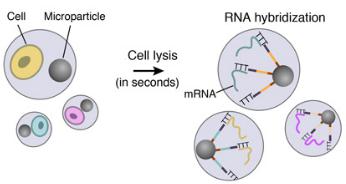 细胞裂解和RNA杂交