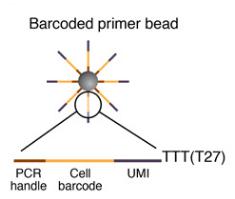 ΢ϵ,DROP-SEQ