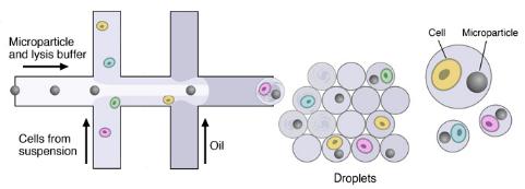 ΢װ,DROP-SEQ