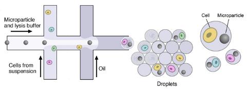 微流体装置,DROP-SEQ