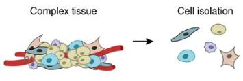 一个复杂的组织被分解成单个细胞。DROP-SEQ