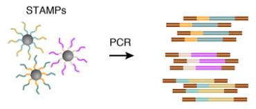 STAMPSķŴ,DROP-SEQ