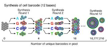 ϳ,DROP-SEQ