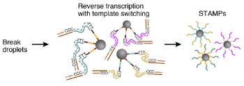 STAMPSһ,DROP-SEQ