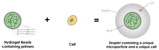 液滴下使用水凝胶微粒,DROP-SEQ