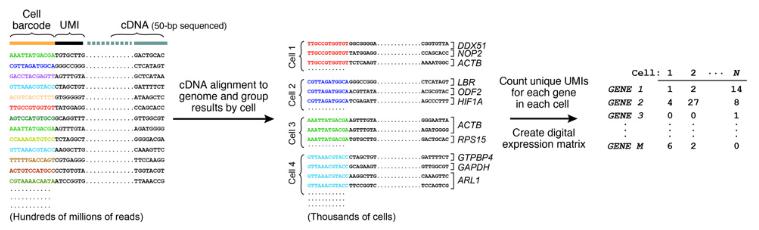 7.测序和分析,DROP-SEQ