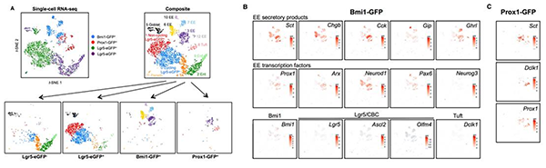 单细胞测序,单细胞测序技术,Drop-seq