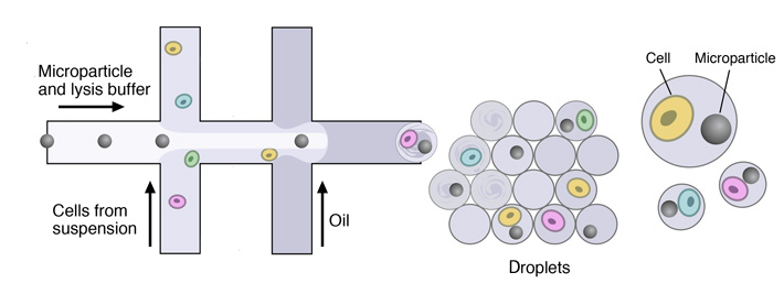 microfluidic-device-drop-seq-microfluidics-single-cells-analysis-ARN-AND-barcode-complex-tissue
