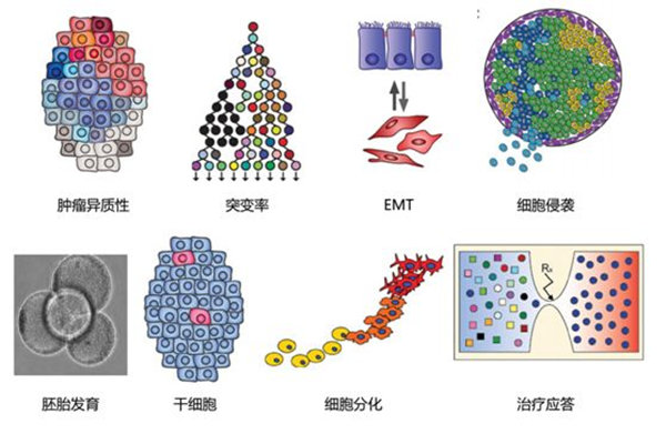 RNA-seq单细胞转录组测序在眼科领域中的研究应用