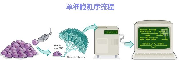 单细胞测序技术及其在传染病研究领域中的应用讲解