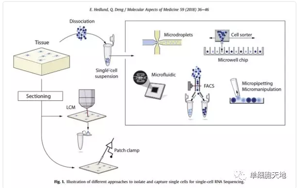 单细胞入门-读一篇scRNA-seq综述讲解