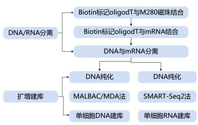 单细胞转录组测序的方法原理及应用