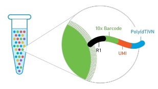 单细胞转录组测序(10x Genomics)详解