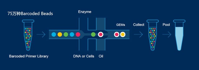 单细胞转录组测序(10x Genomics)详解