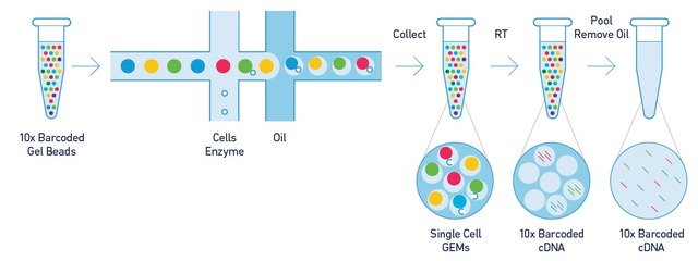 单细胞转录组测序(10x Genomics)详解