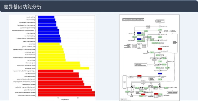 单细胞转录组测序(10x Genomics)详解