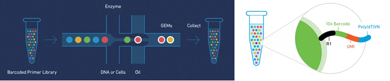 10X Genomics 单细胞转录组测序