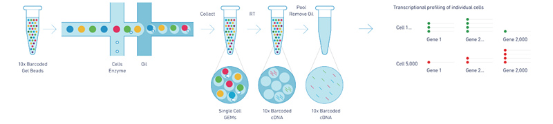 10X Genomics 单细胞转录组测序