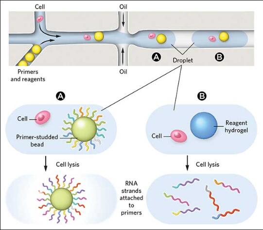 早期人胎盘中的单细胞RNA-Seq细胞可以揭示问题怀孕