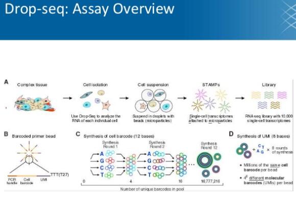 Single-cell RNA-Seq of cells in the early human placenta may shed light on problem pregnancies