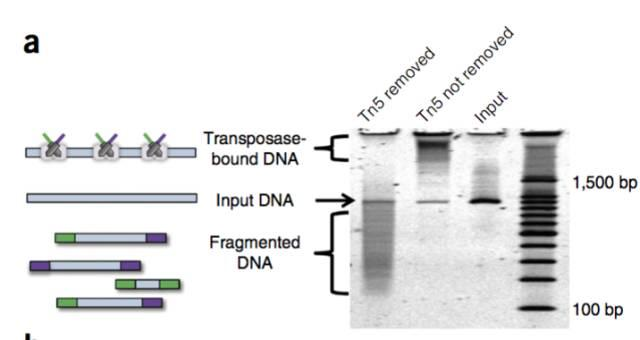 不使用微流控如何实现高通量测序单细胞基因组？