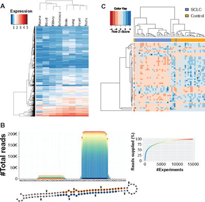 RNA-Seq reveals the extent of small RNAs representation in the human genome
