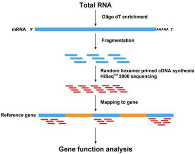 RNA-Seq reveals the extent of small RNAs representation in the human genome
