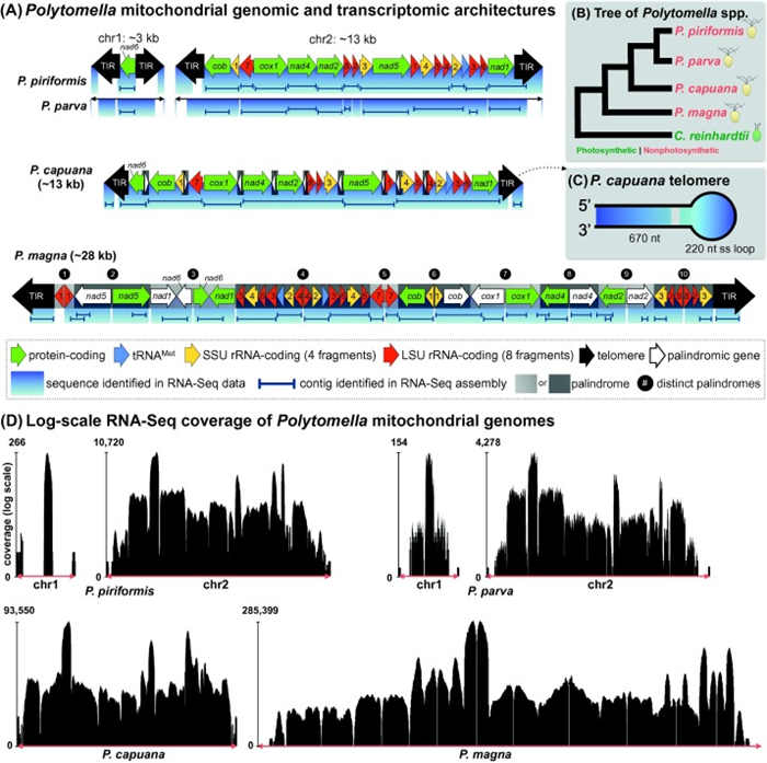 用RNA-Seq测序线粒体转录组