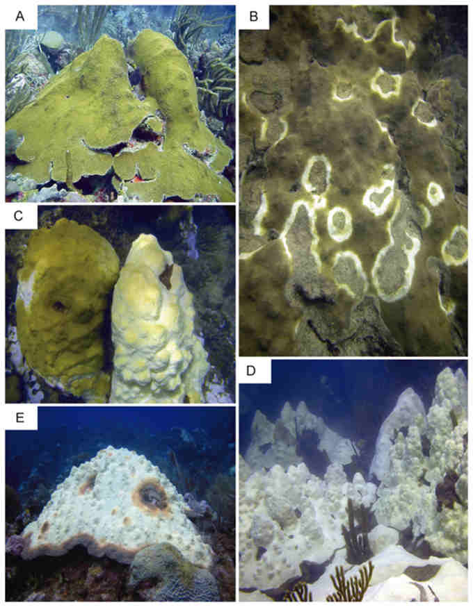 研究人员使用RNA-Seq来了解加勒比珊瑚礁珊瑚的漂白情况