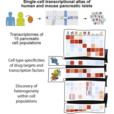 人和小鼠胰腺关于单细胞转录组图谱讲解