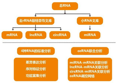 研究人员使用RNA-Seq来构建致命盒子果冻的触手转录组
