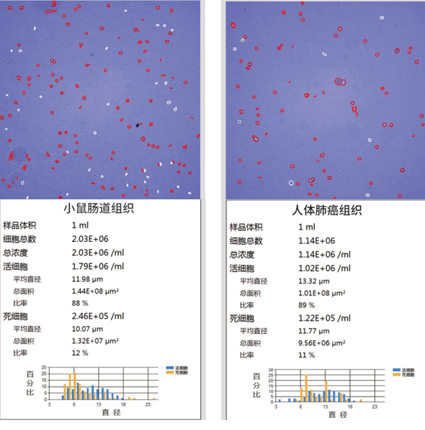 小鼠细胞制备